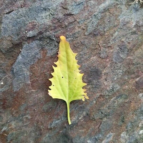 Blitum virgatum Leaf