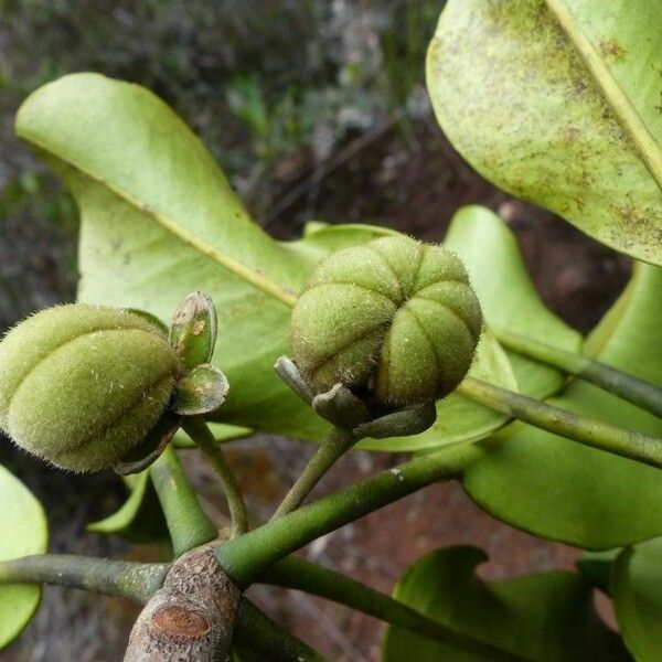 Lethedon cernua Fruchs