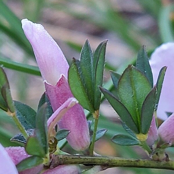 Chamaecytisus purpureus Blad