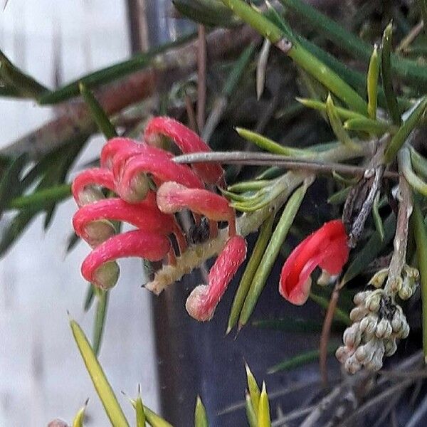 Grevillea rosmarinifolia ফুল