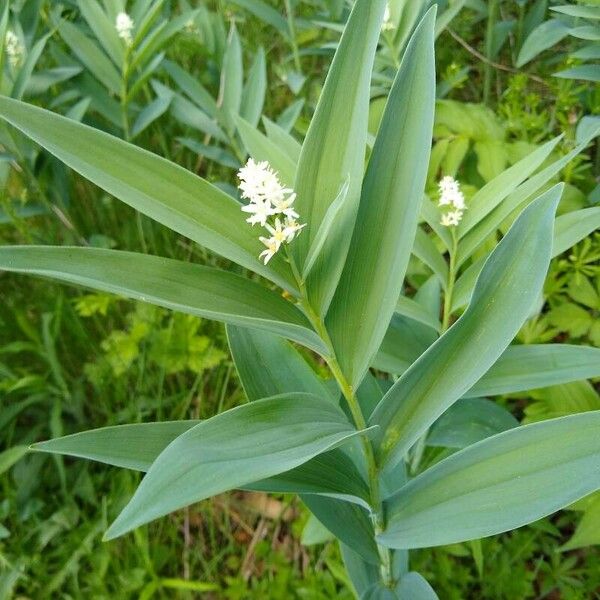 Maianthemum stellatum Flower