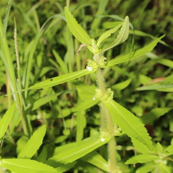 Bacopa axillaris Folio