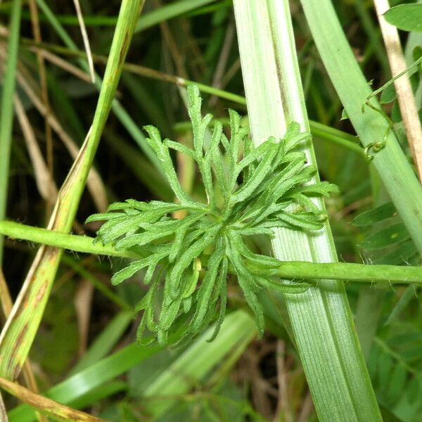 Malva moschata Leaf