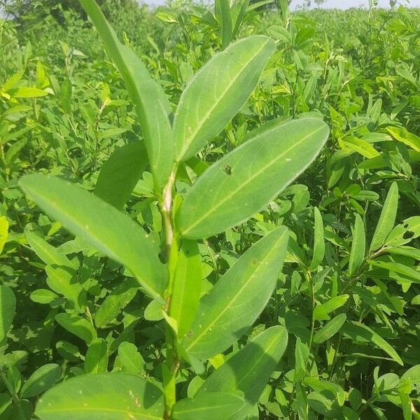 Crotalaria juncea Liść