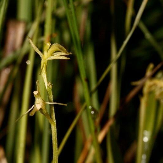 Liparis loeselii Fruit