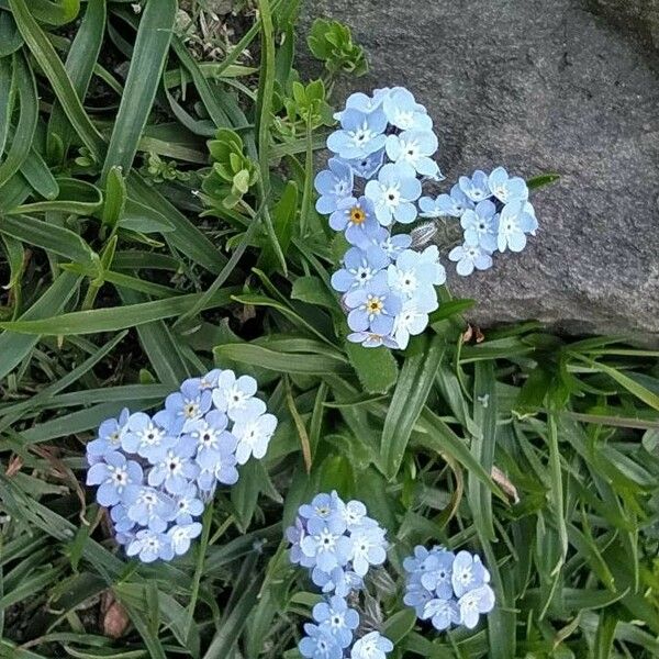 Myosotis alpestris 花