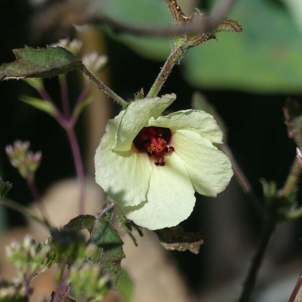 Hibiscus surattensis Flower