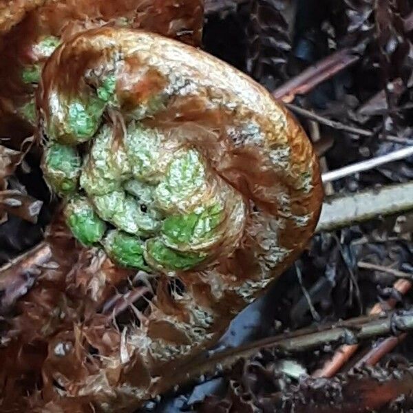 Polystichum braunii पत्ता