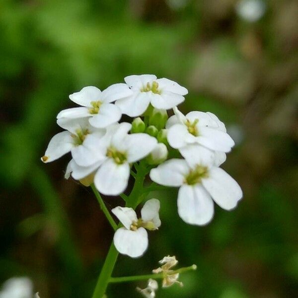 Arabidopsis halleri Flor