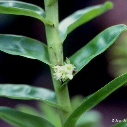 Appendicula reflexa Flower