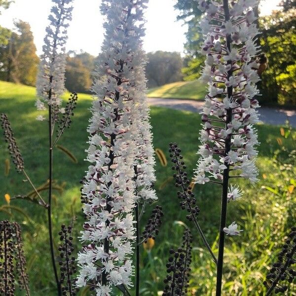 Actaea racemosa Blüte