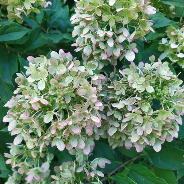 Hydrangea paniculata Flower