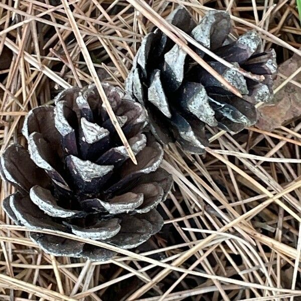 Pinus nigra Plod