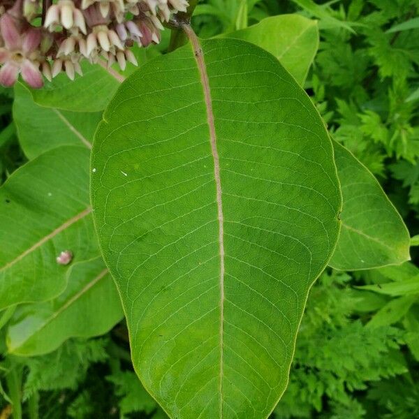 Asclepias syriaca Leaf