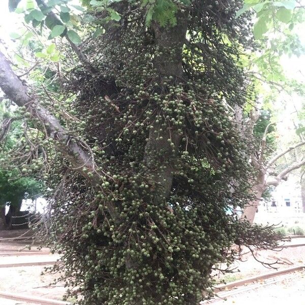 Ficus sur Fruto