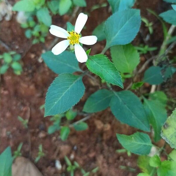 Bidens alba Kukka