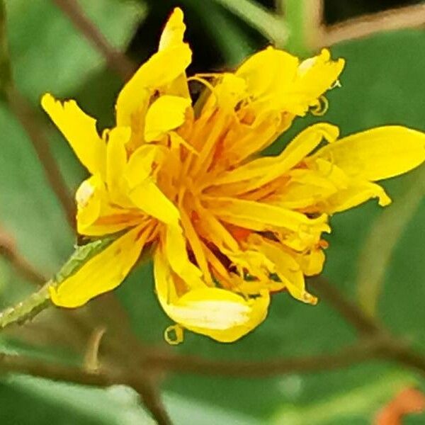 Crepis paludosa Λουλούδι