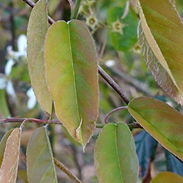 Amelanchier laevis Levél