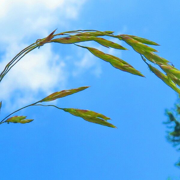 Festuca rubra Flor