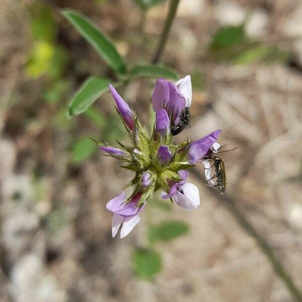 Bituminaria bituminosa Blüte