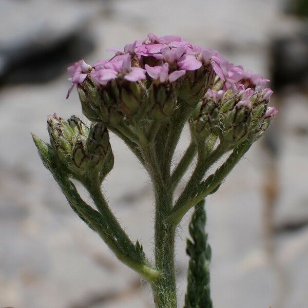 Achillea asiatica Blomst