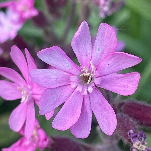 Silene dioica 花