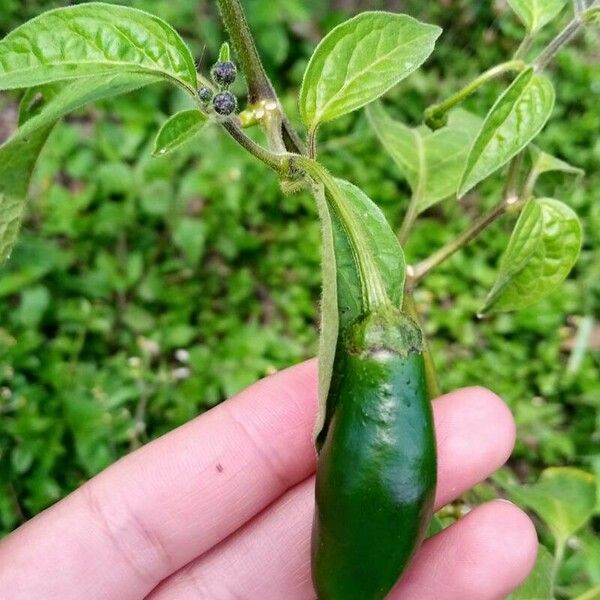 Capsicum pubescens Gyümölcs