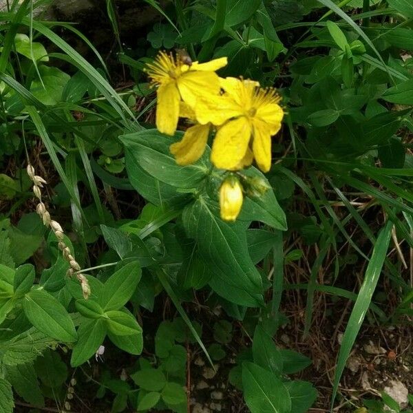 Hypericum richeri Flower