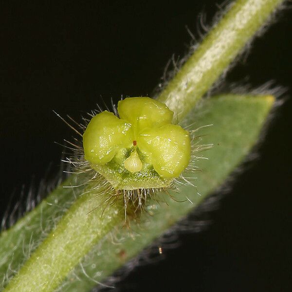 Plagiobothrys canescens Кветка