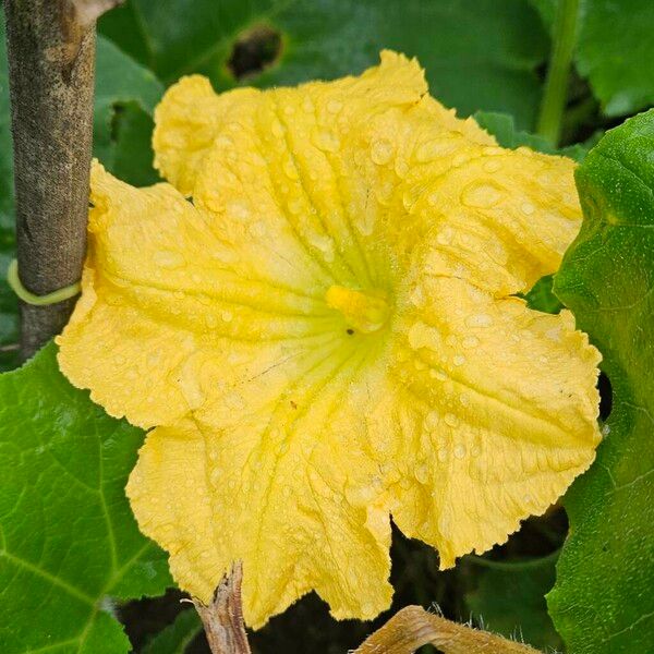 Cucurbita maxima Flor