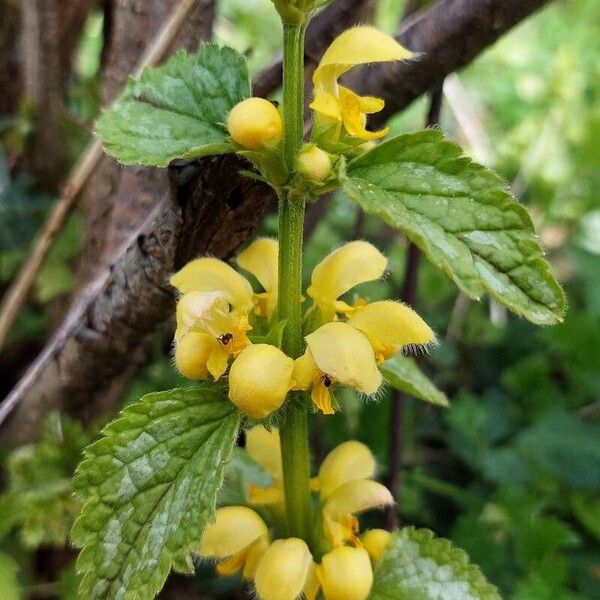 Lamium galeobdolon Kvet