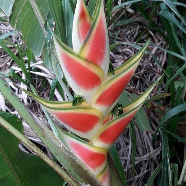 Heliconia wagneriana Blomst