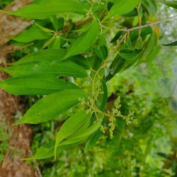 Miconia minutiflora Cvet