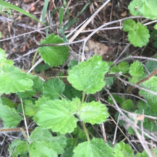 Acalypha monostachya 葉