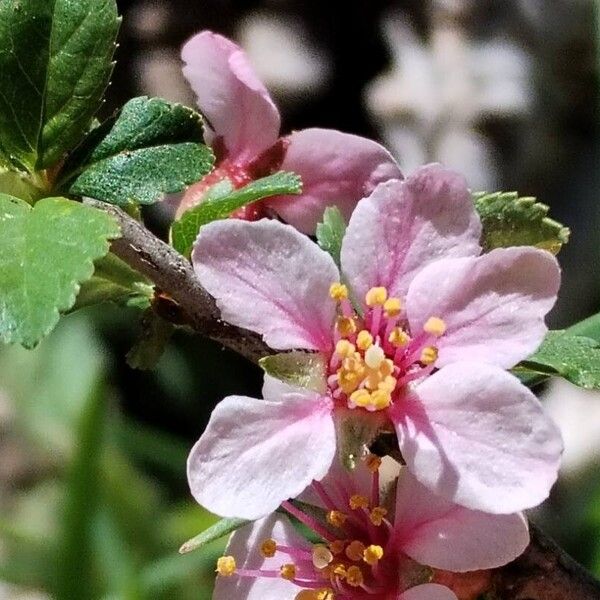 Prunus prostrata Квітка