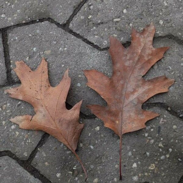 Quercus rubra Leaf