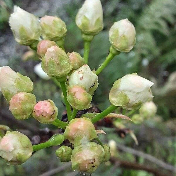 Pyrus pyrifolia Flower