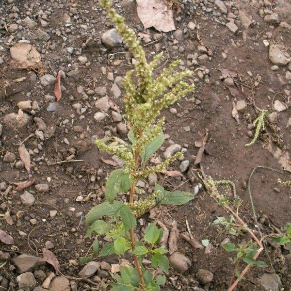 Amaranthus tortuosus Habitus