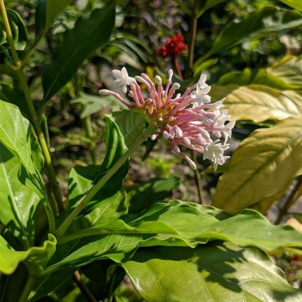 Rauvolfia serpentina Blüte