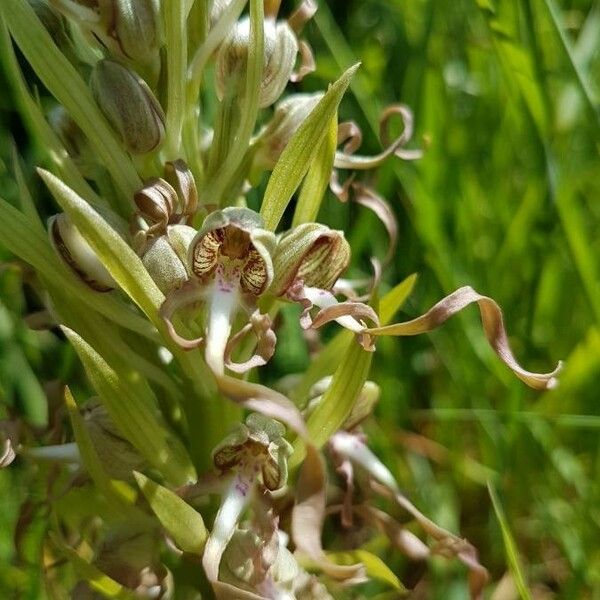 Himantoglossum hircinum Fiore