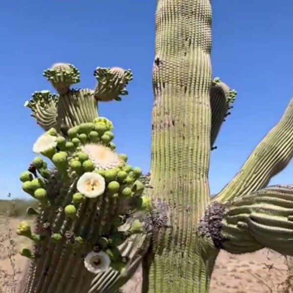 Carnegiea gigantea Fleur