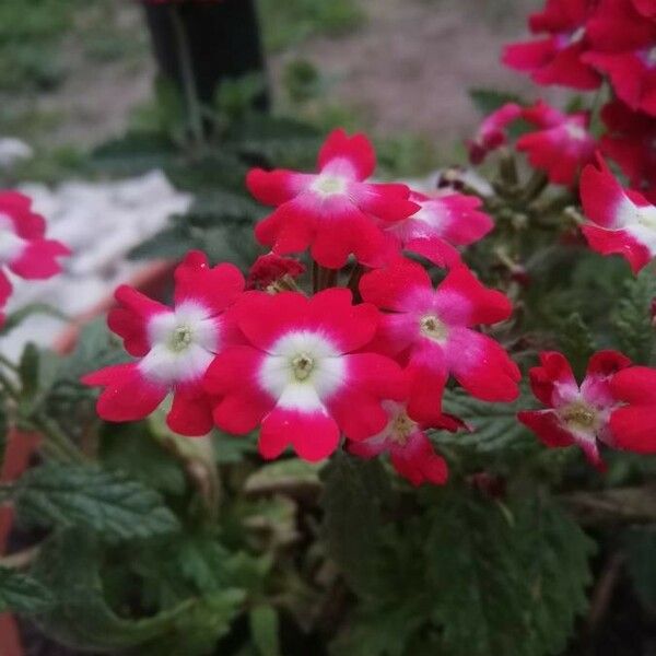 Verbena × hybrida Cvet