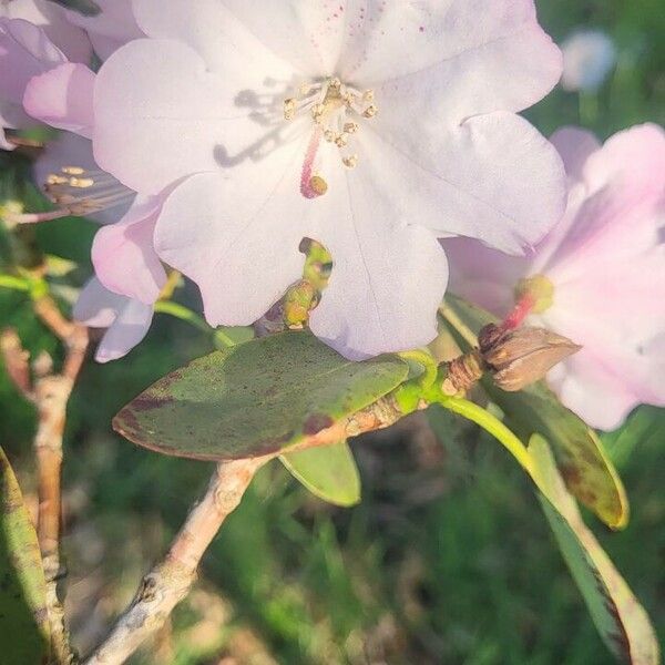 Rhododendron vernicosum Blomma