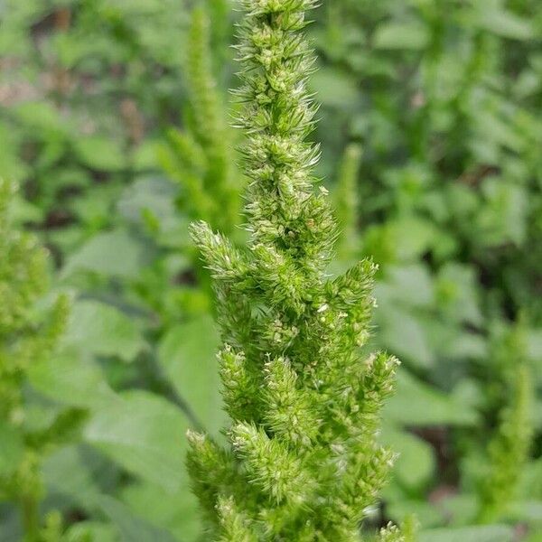 Amaranthus retroflexus ফুল