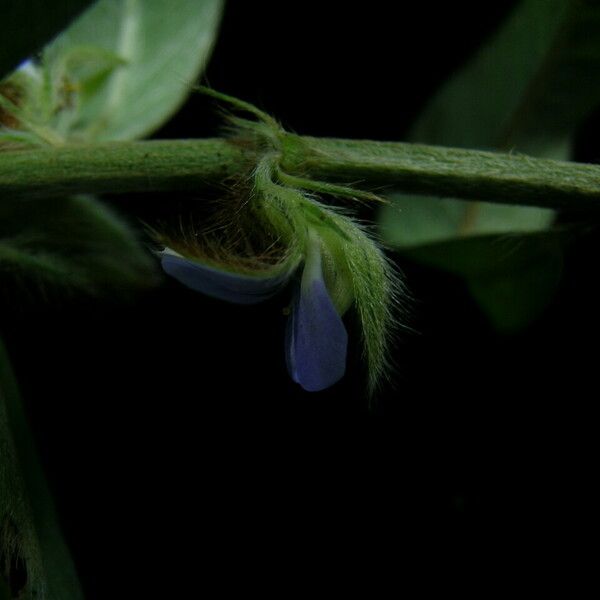 Crotalaria sessiliflora Hábito