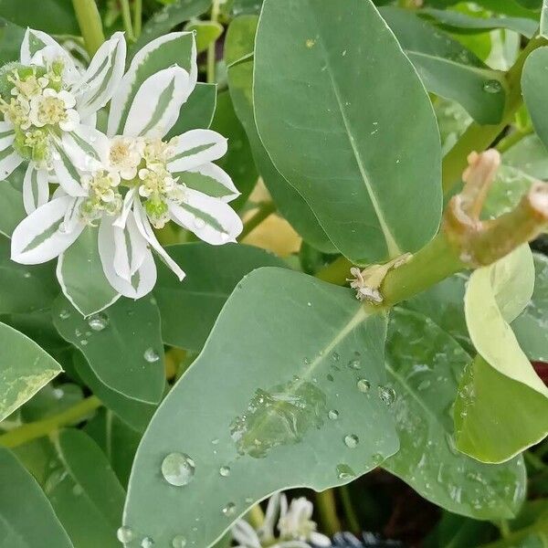 Euphorbia marginata Fulla