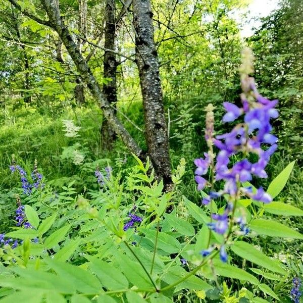 Galega orientalis Blomst