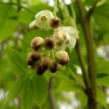 Staphylea pinnata Lorea