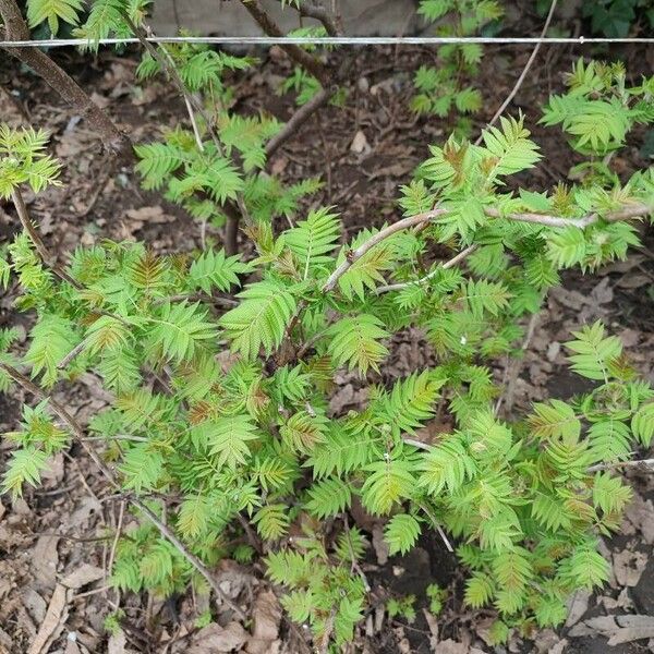 Sorbaria sorbifolia Fuelha