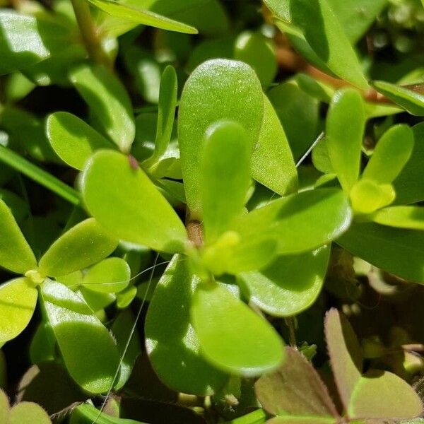 Bacopa monnieri Hostoa